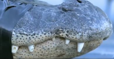 80 Year Old Florida Man Captures Huge Gator