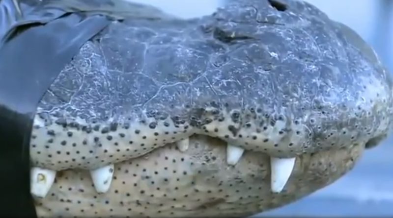 80 Year Old Florida Man Captures Huge Gator