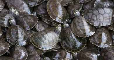 Florida Man Threatens To Unleash Army Of Turtles On Town