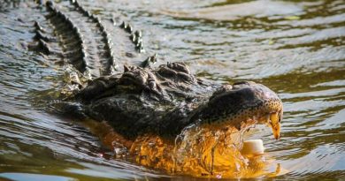 Florida Man Claims He Broke Into House Because Alligators Were Chasing Him