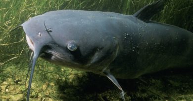 Florida Man Impersonates Officer Then Leaves Catfish On Lawn