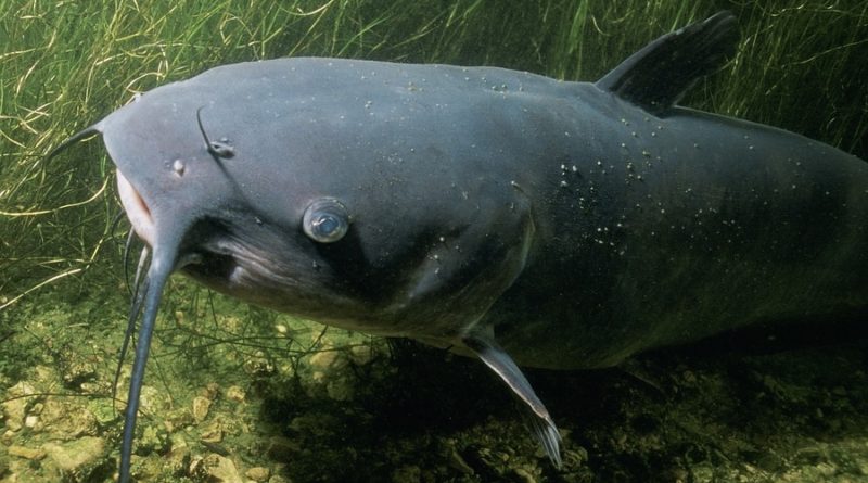 Florida Man Impersonates Officer Then Leaves Catfish On Lawn