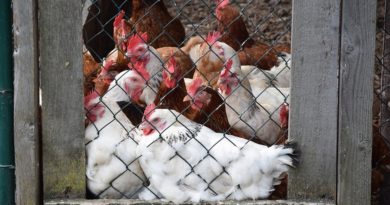 Wanted Florida Man Found Naked In Chicken Coop